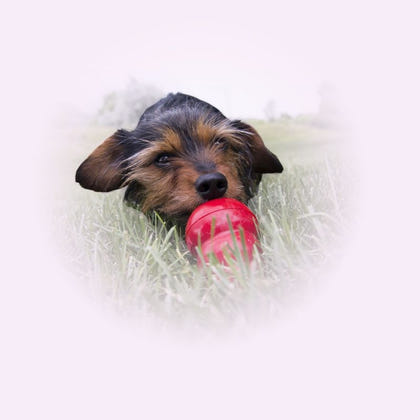 KONG Easy Treat for Dogs