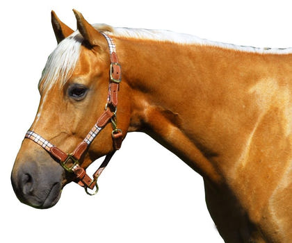 Highland Plaid Halter with Leather