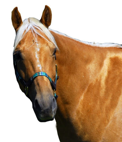 Highland Plaid Halter with Leather