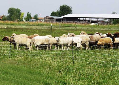 Electric Sheep Netting