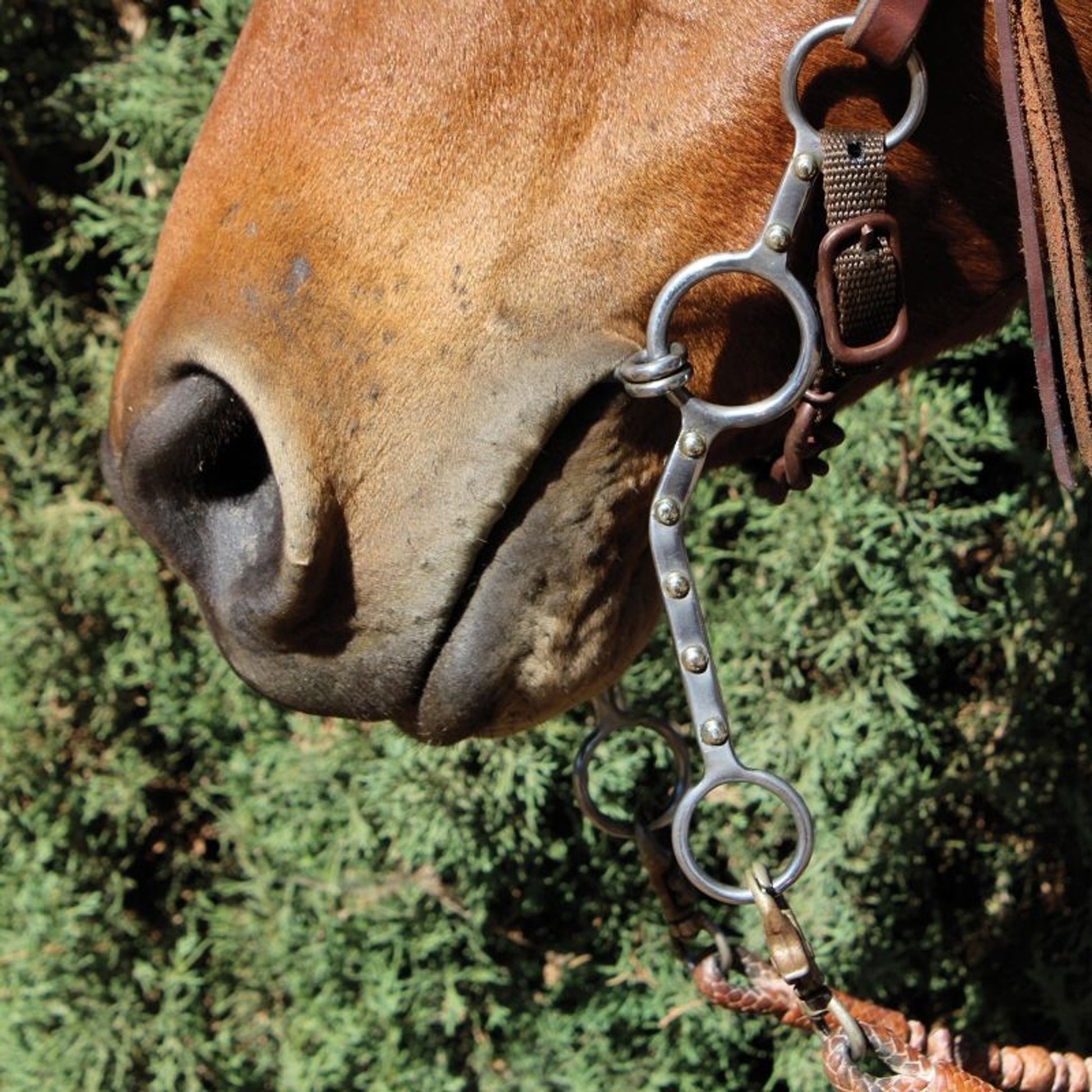 Bob Avila Snaffle Long Lifter Bit