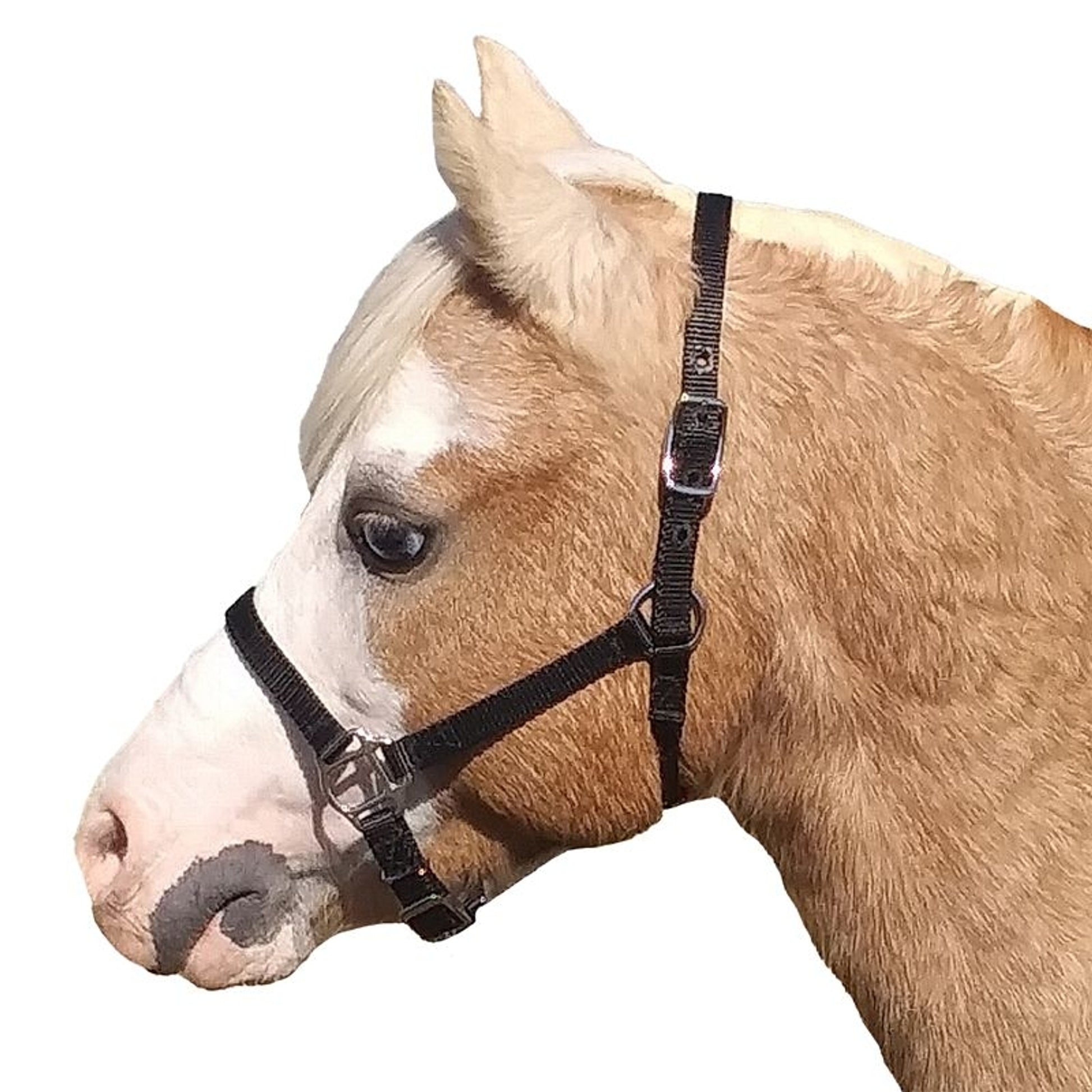 Neue Schule Tranz Angled Lozenge Pony Butterfly Pe