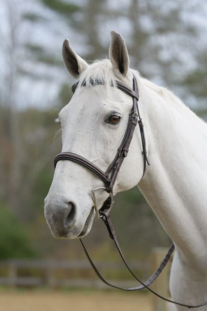 Shires Avignon Nashville Bridle