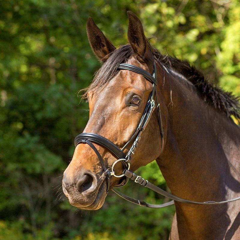 Shires Avignon Aspen Bridle– Horse.com