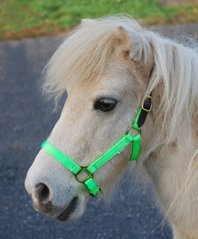 Triple E Nylon Mini Halter with Leather Crown