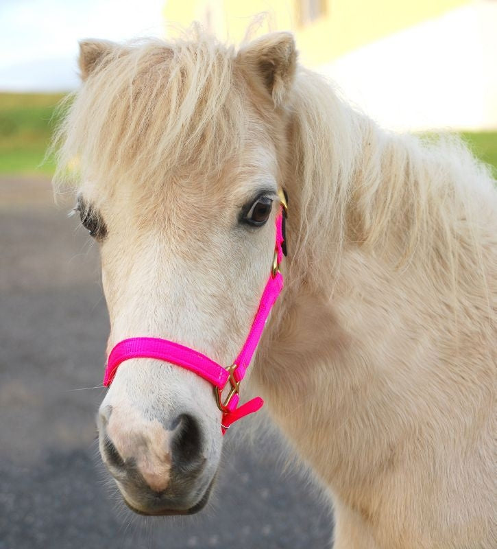 Triple E Nylon Mini Halter with Leather Crown