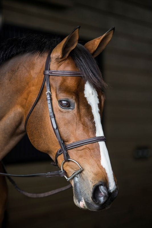 Elegant English Riding Bridles– Horse.com