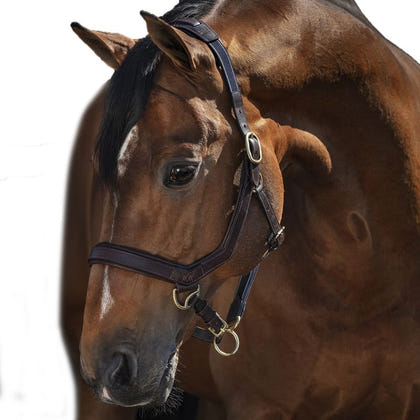 Rambo Micklem Leather Halter