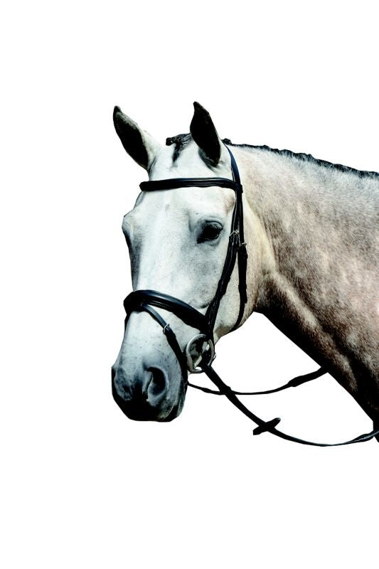 Collegiate Essential Flash Bridle
