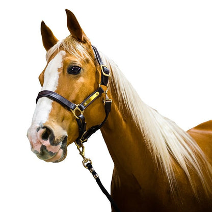 Amigo Padded Headcollar