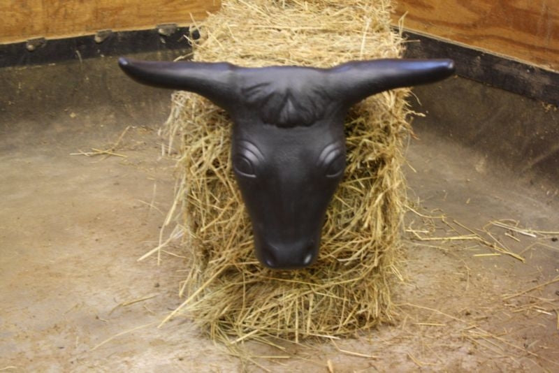 Steer Head With Hay Bale Spikes Black