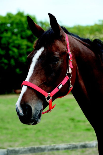 Roma Breakaway Headcollar Halter II
