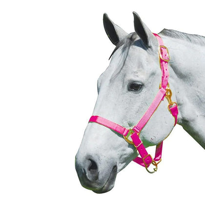 Intrepid Neon Nylon Adjustable Halter