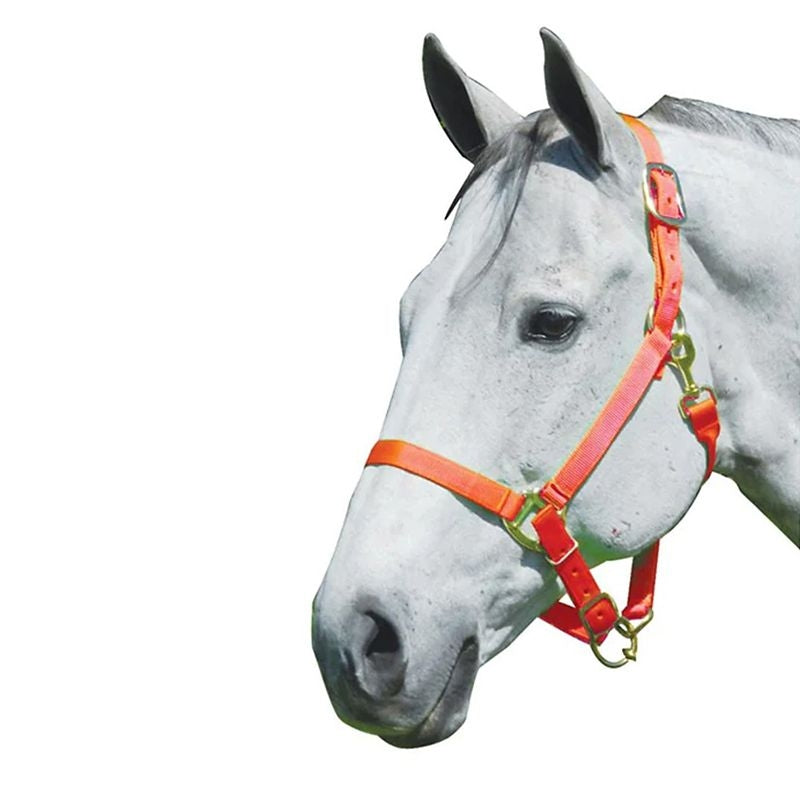 Intrepid Neon Nylon Adjustable Halter