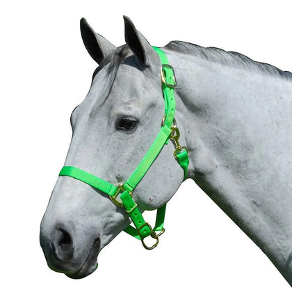 Intrepid Neon Nylon Adjustable Halter