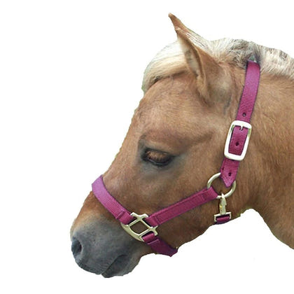 Miniature Horse Nylon Halter
