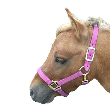 Miniature Horse Nylon Halter