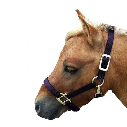 Miniature Horse Nylon Halter