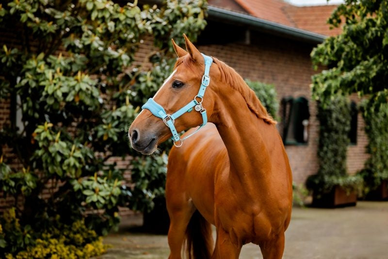 Horseware Sig Grooming Halter