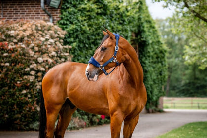 Horseware Sig Grooming Halter