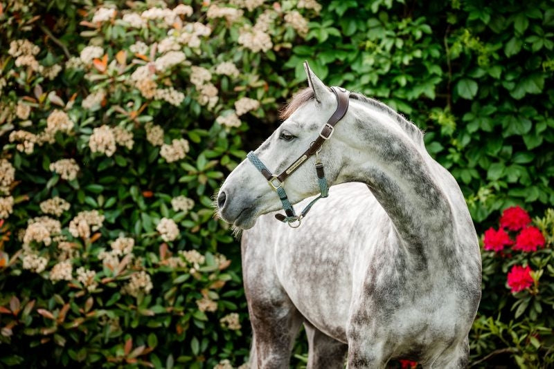 Horseware Sig Braided Halter