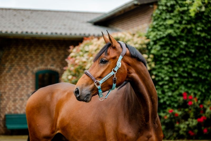 Horseware Sig Comp Halter