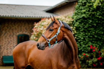 Horseware Sig Comp Halter