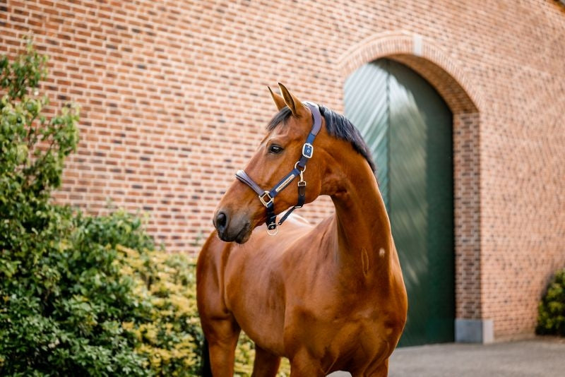 Horseware Sig Comp Halter