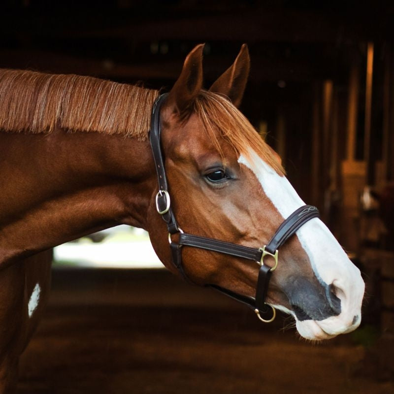 OEQ Fancy Stitched Square Raised Halter