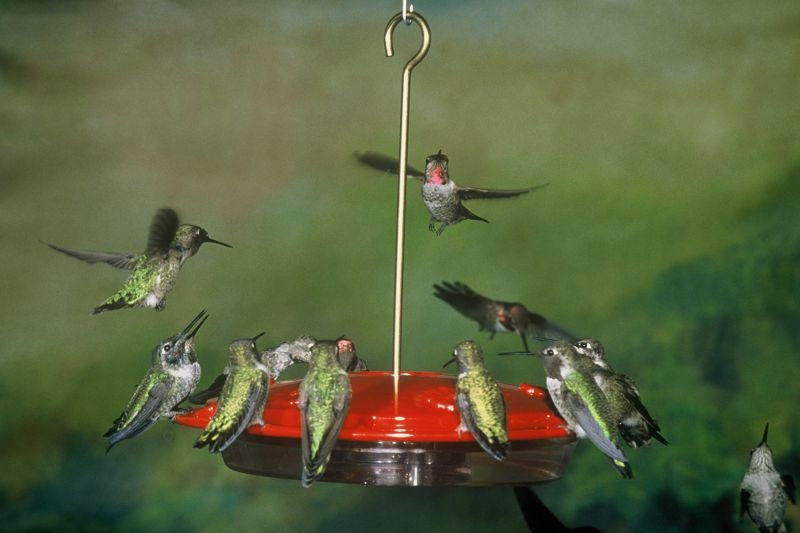 HummZinger Feeders