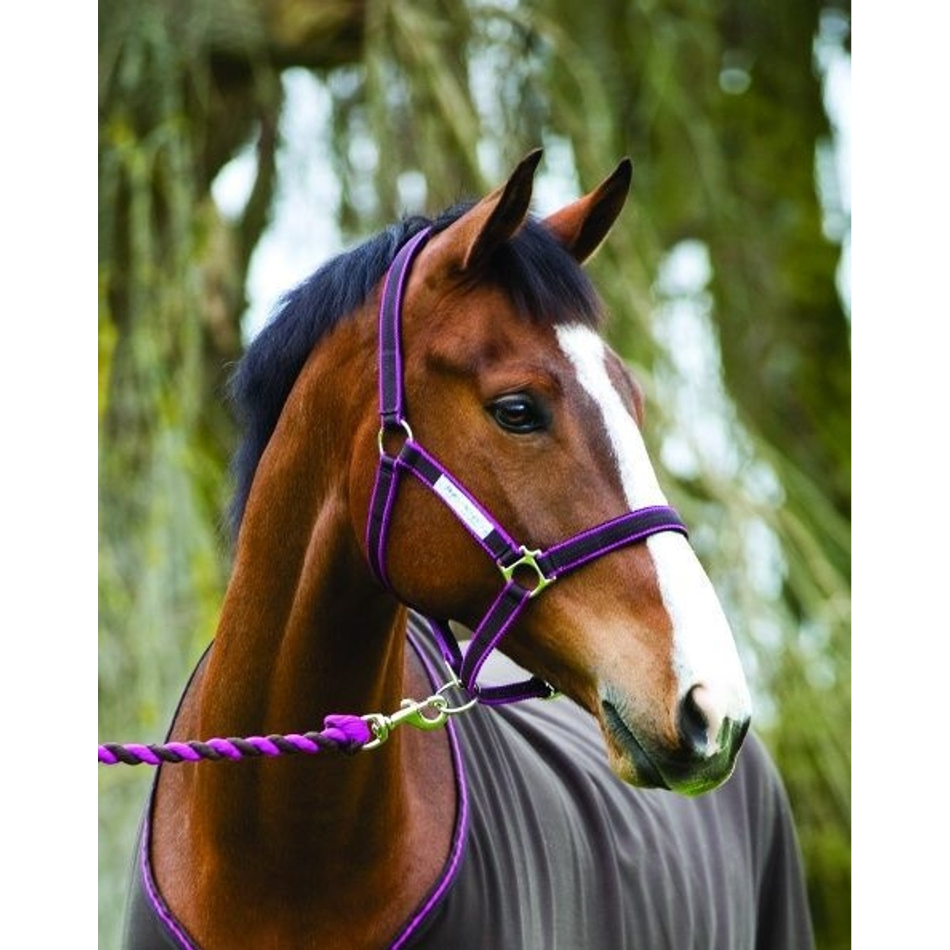 Amigo Headcollar Cob Navy/Silver
