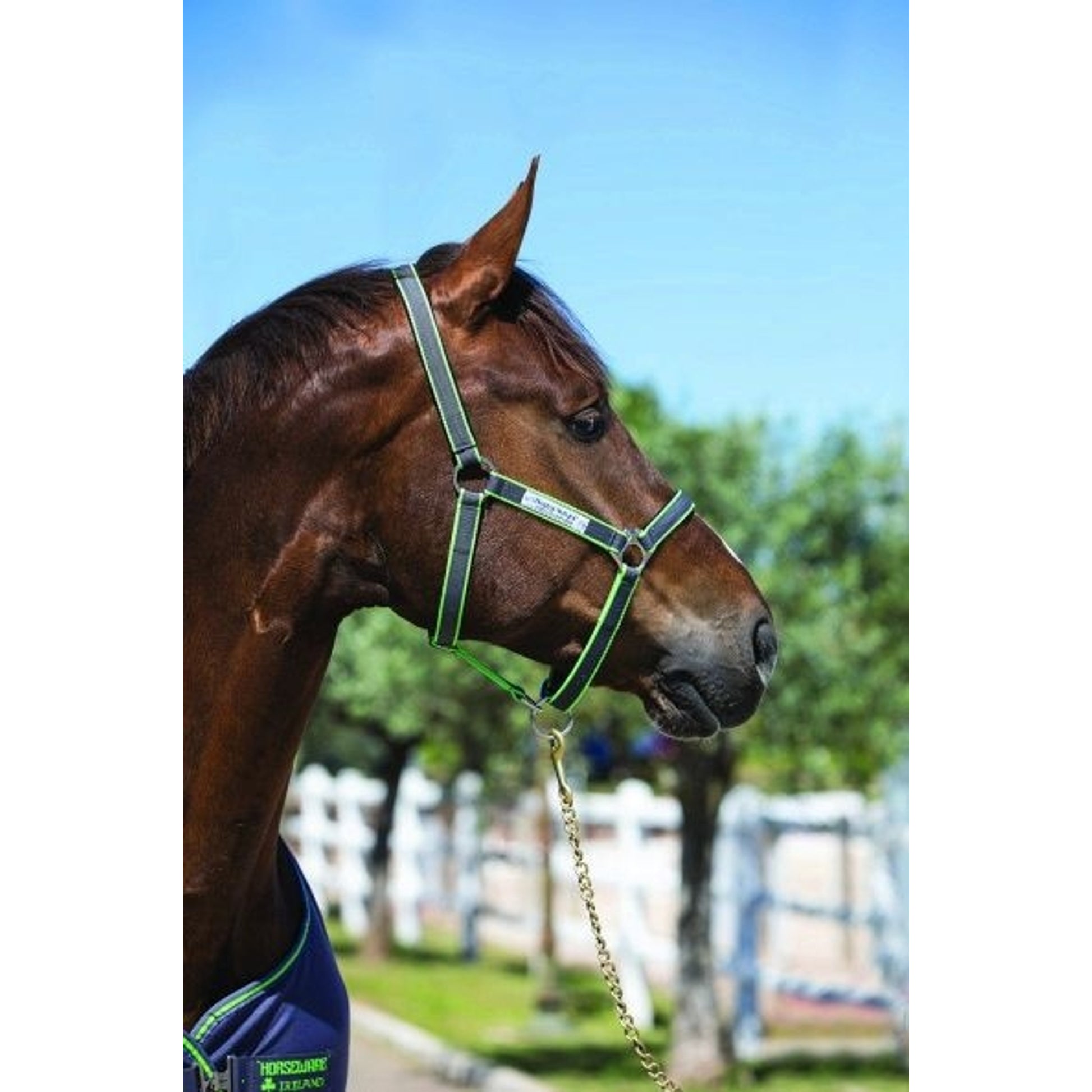 Amigo Headcollar Cob Navy/Silver