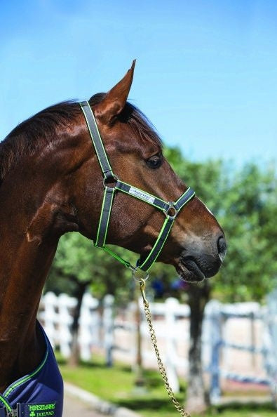 Amigo Headcollar Cob Navy/Silver