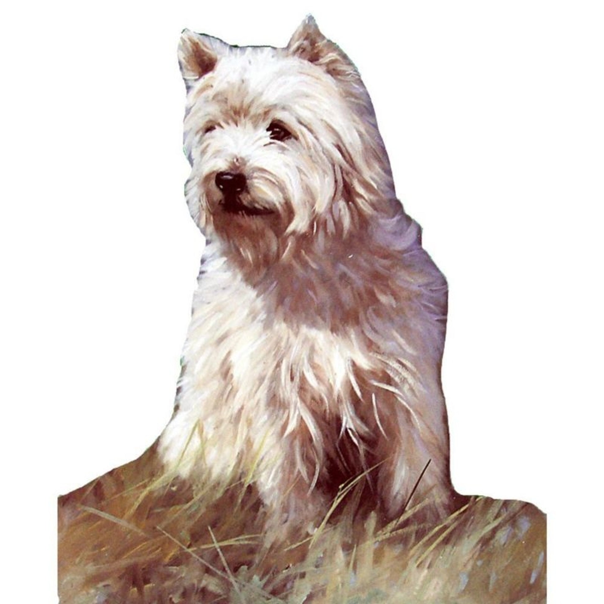 Dogs - Westie West Highland Terrier - 6 pack
