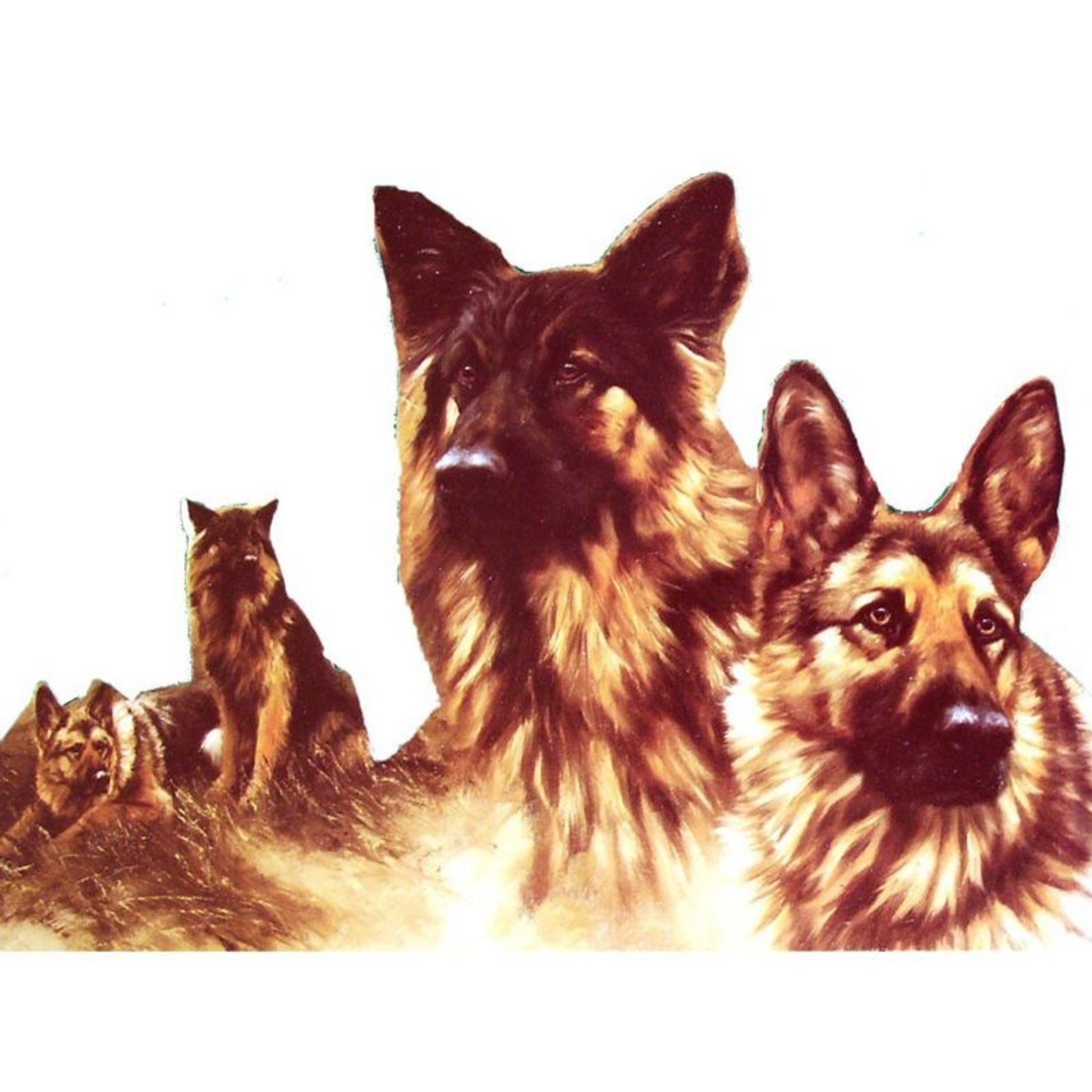 Dogs - The GSD Detail German Shepherd - 6 pack