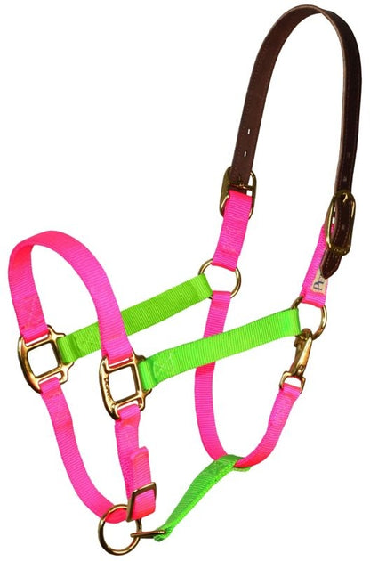 Perri's Color Vision Halter