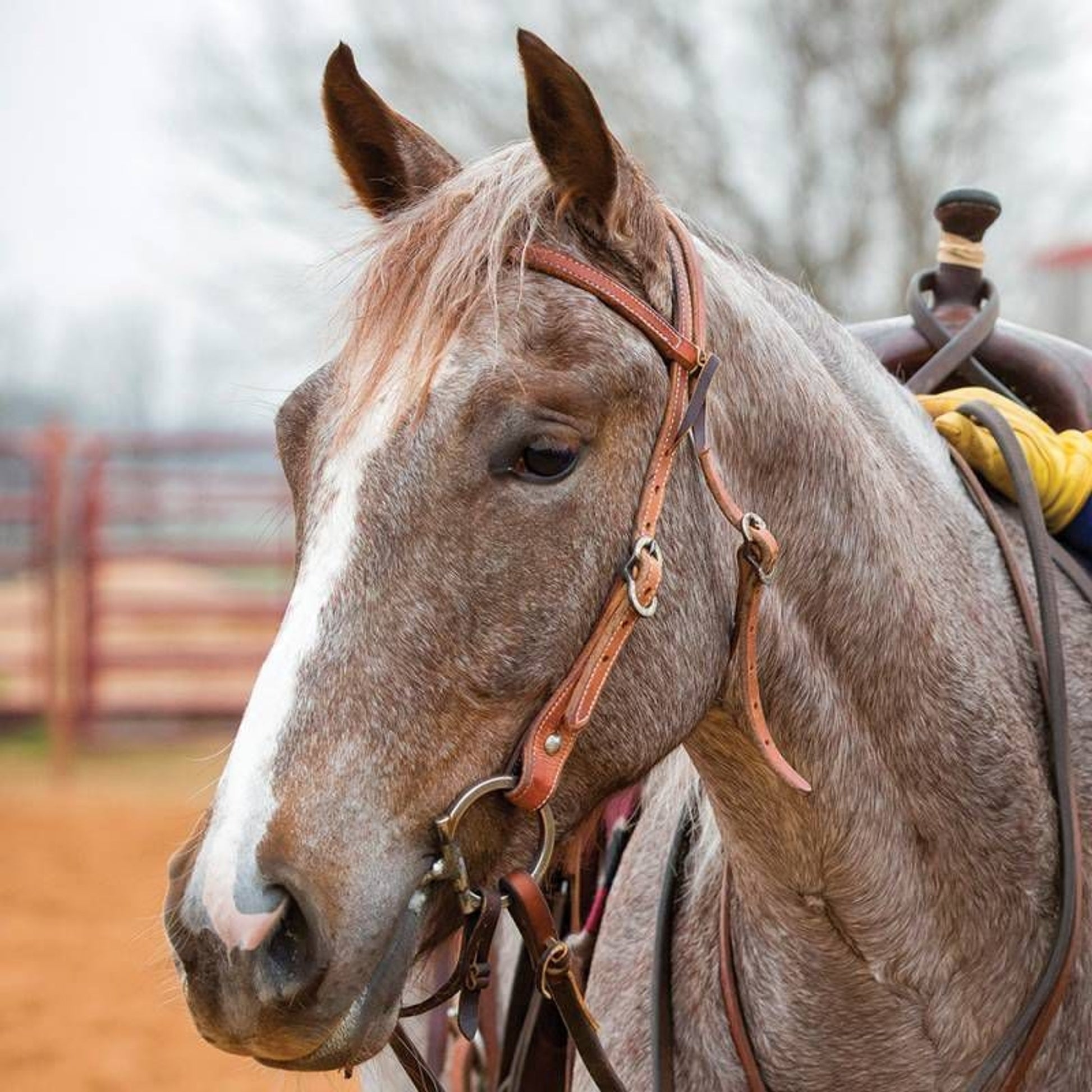 Professionals Choice Cse Browband Headstall Brn