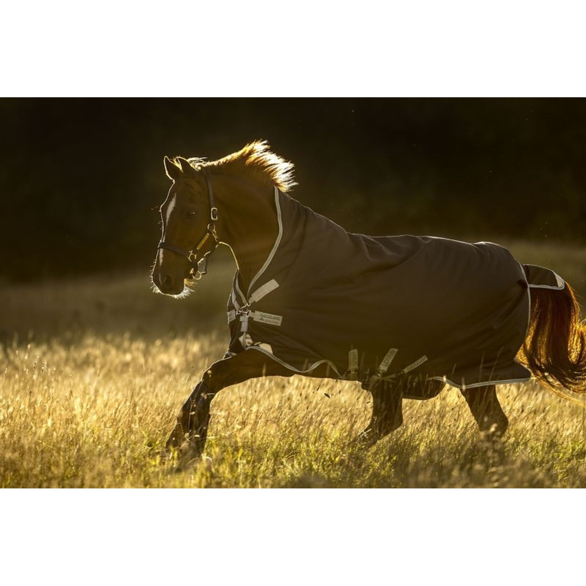 Amigo Bravo 12 Wug Medium 250g Turnout Blanket