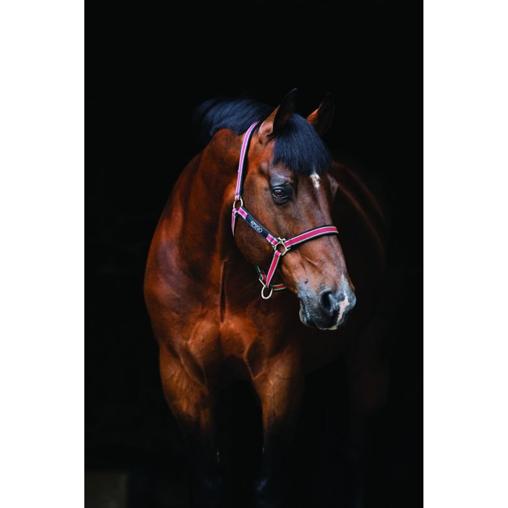 Amigo Headcollar Cob Navy/Silver