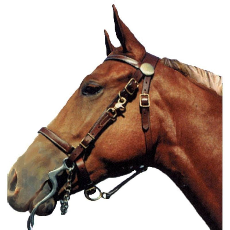 Shenandoah Leather Halter Bridle Combo Cob Black