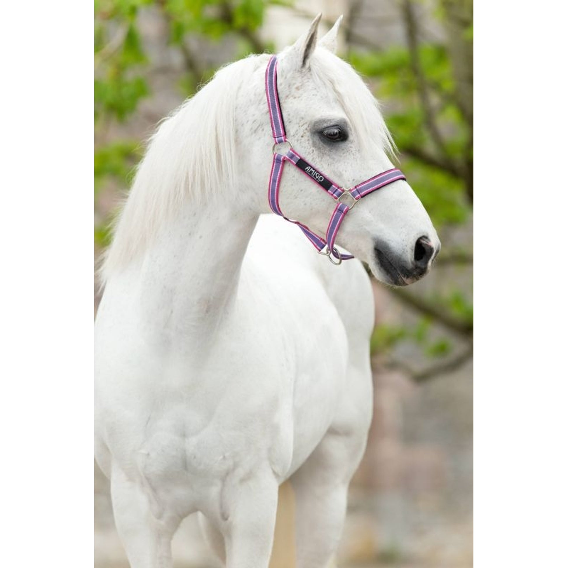 Amigo Headcollar Cob Navy/Silver