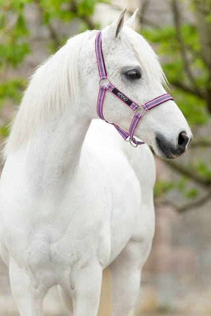 Amigo Headcollar Cob Navy/Silver