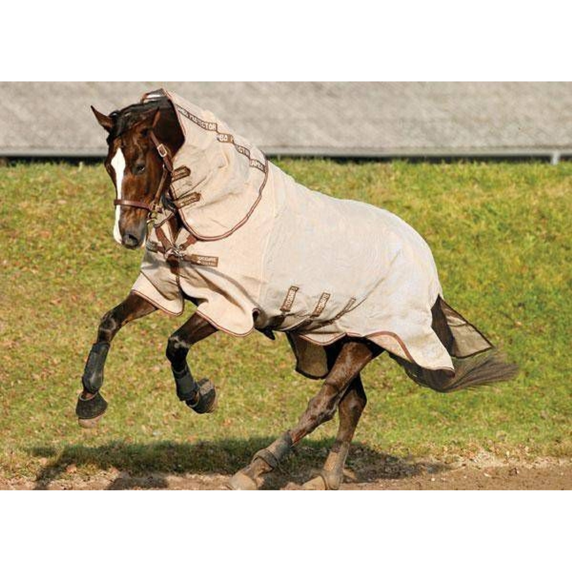 Amigo Bug Rug Pony Fly Sheet