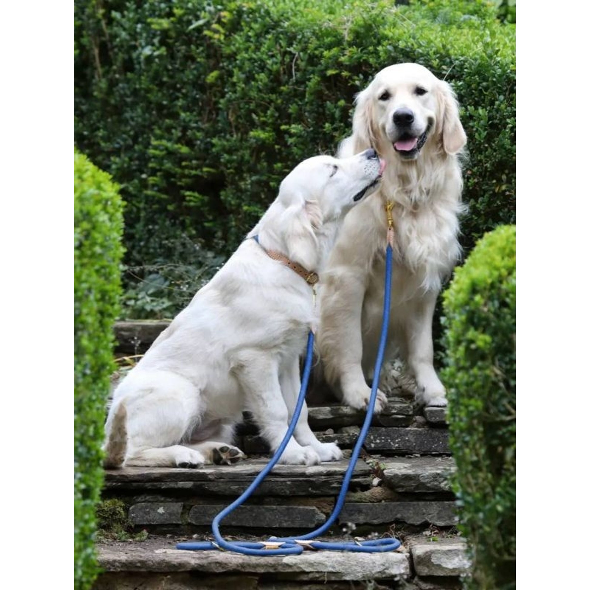 Shires Digby Fox Reflective Dog Lead