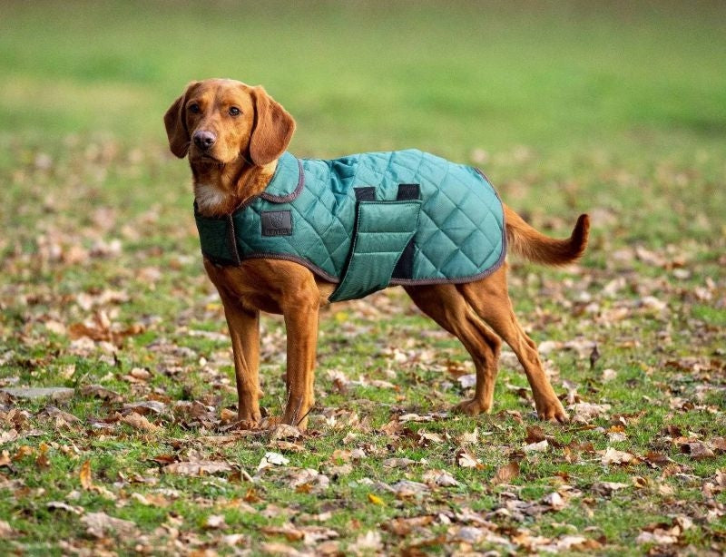 Shires Digby Fox Quilted Dog Coat