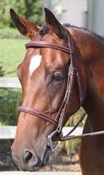 Nunn Finer Ravenna Bridle Cob