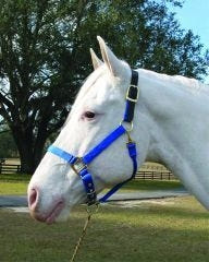 Adjustable Halter with Leather Crown Yearling Blk