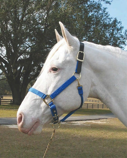 Adjustable Halter with Leather Crown Yearling Blk