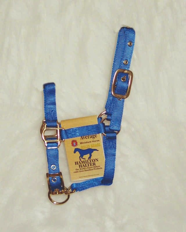 Hamilton Miniature Horse Halter Blue