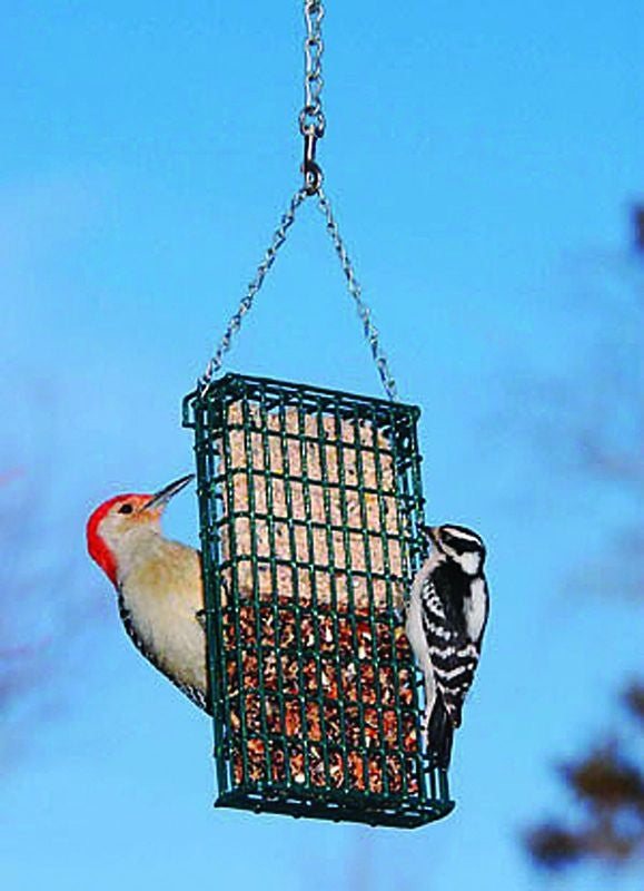 Droll Yankee Double Suet Cake Feeder